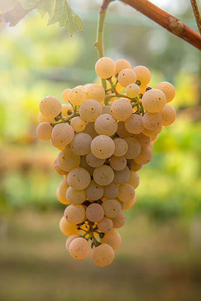 Racimo de uvas