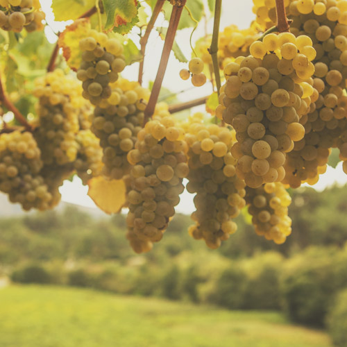 Racimos de uvas